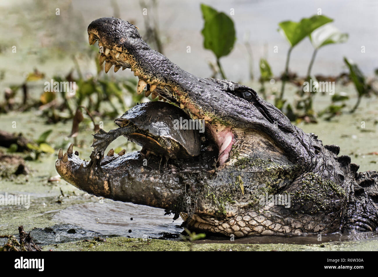 Un cocodrilo americano (Alligator Mississippiensis) comiendo un Red-Eared deslizante (Trachemys scripta elegans) en Elm Lake en brazos Bend State Park, Texas Foto de stock