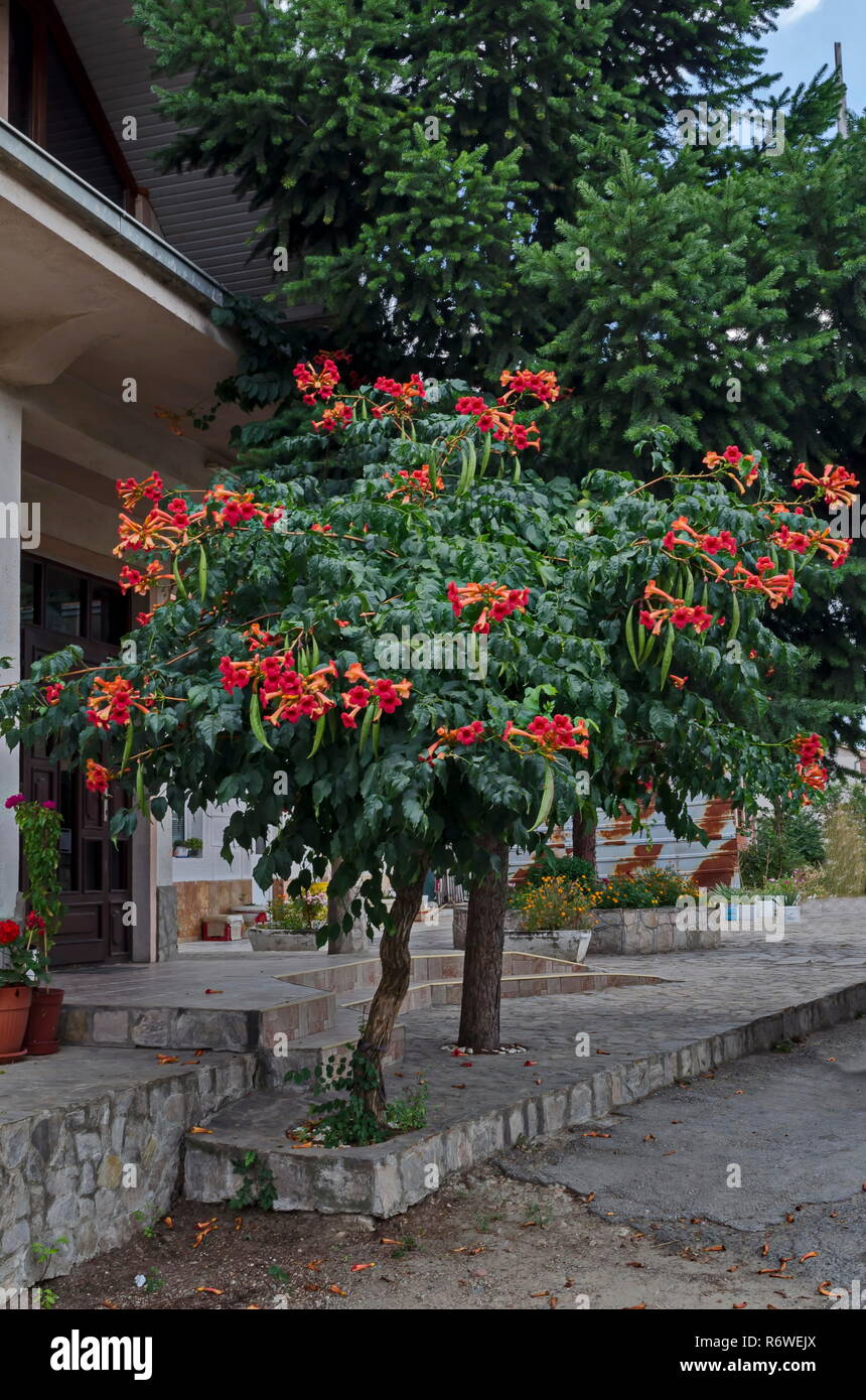 Flor roja y hojas de trompeta o reductor Campsis radicans árbol en calle, localidad Delchevo, Macedonia, Europa Foto de stock