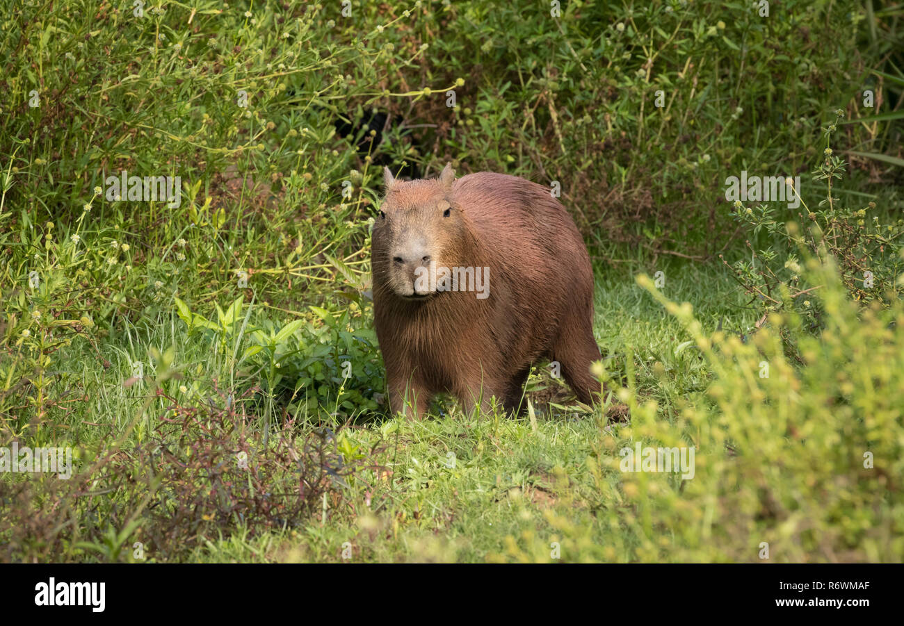 Capybara en Brasil Foto de stock