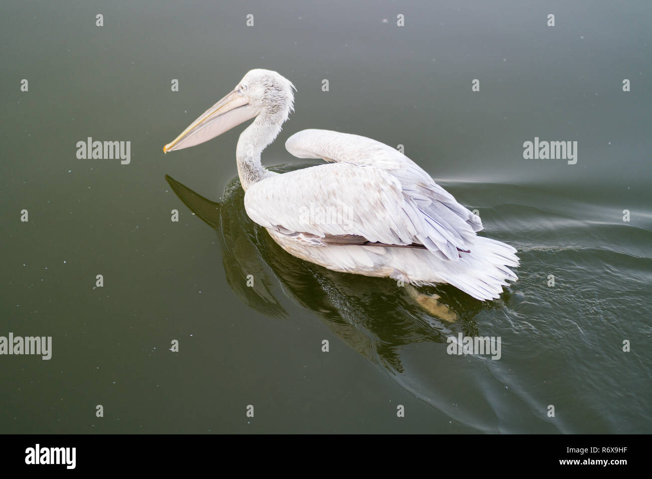 Pelícano blanco nadando a través del espejo de agua del lago Foto de stock