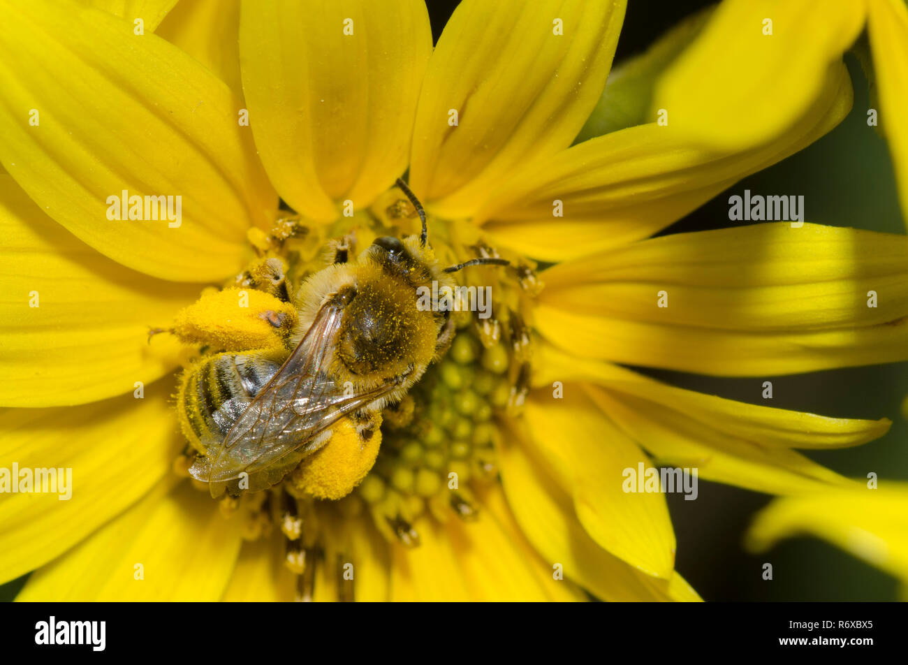 Abeja de cuernos largos, Tribu Eucerini, Maximilian, Girasol Helianthus maximiliani Foto de stock