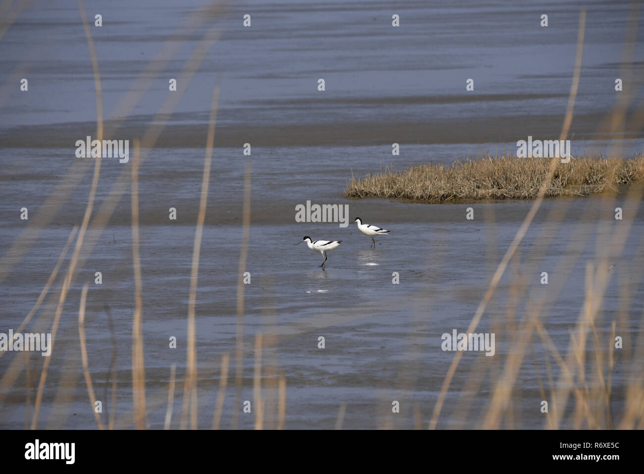 Avoceta Foto de stock
