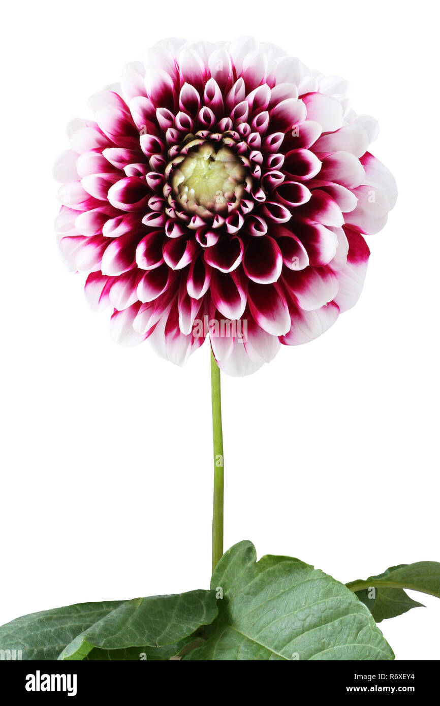 Dalia Purpura Con Bordes Blancos De Petalos De Flores Sobre Fondo Blanco Fotografia De Stock Alamy