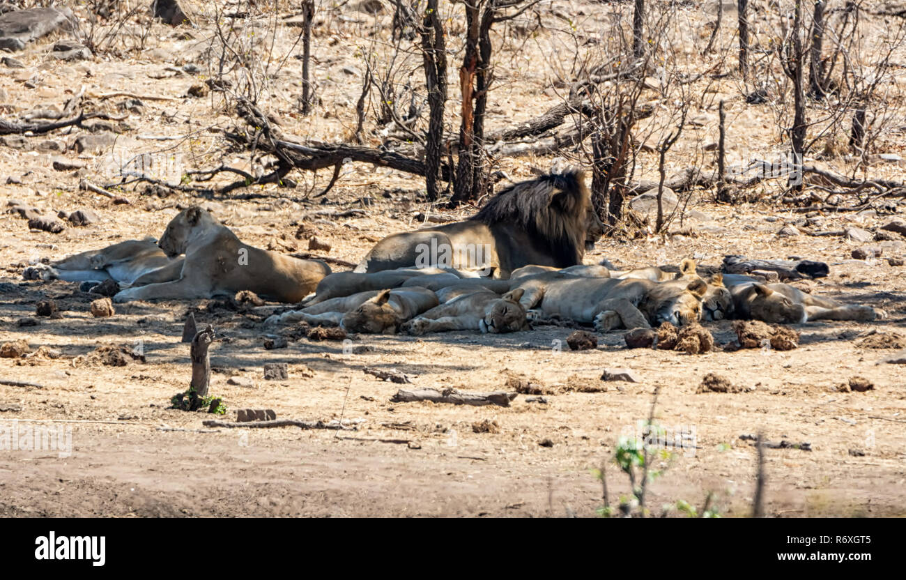 Una manada de leones está adormilado en la sombra en la sabana del África Meridional Foto de stock