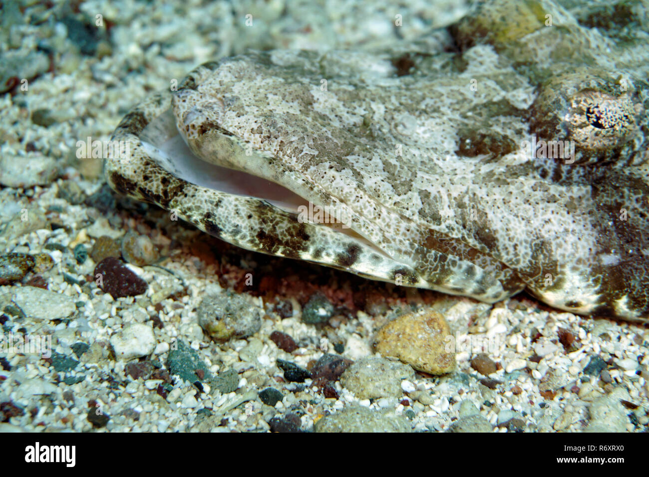 Alfombra peces cocodrilo (papilloculiceps longiceps) Foto de stock