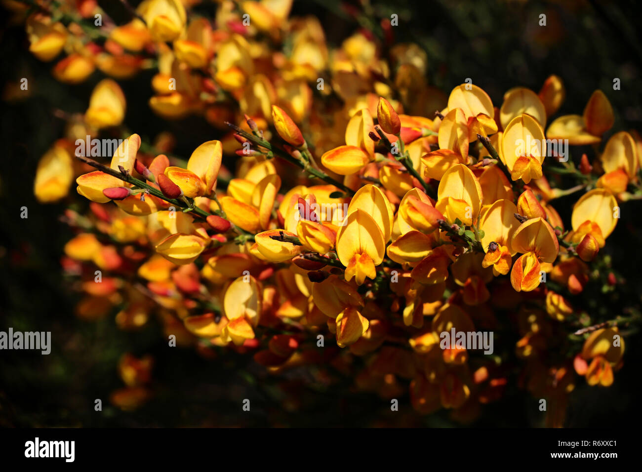 Blooming amarillo-rojo retama Cytisus scoparius Foto de stock