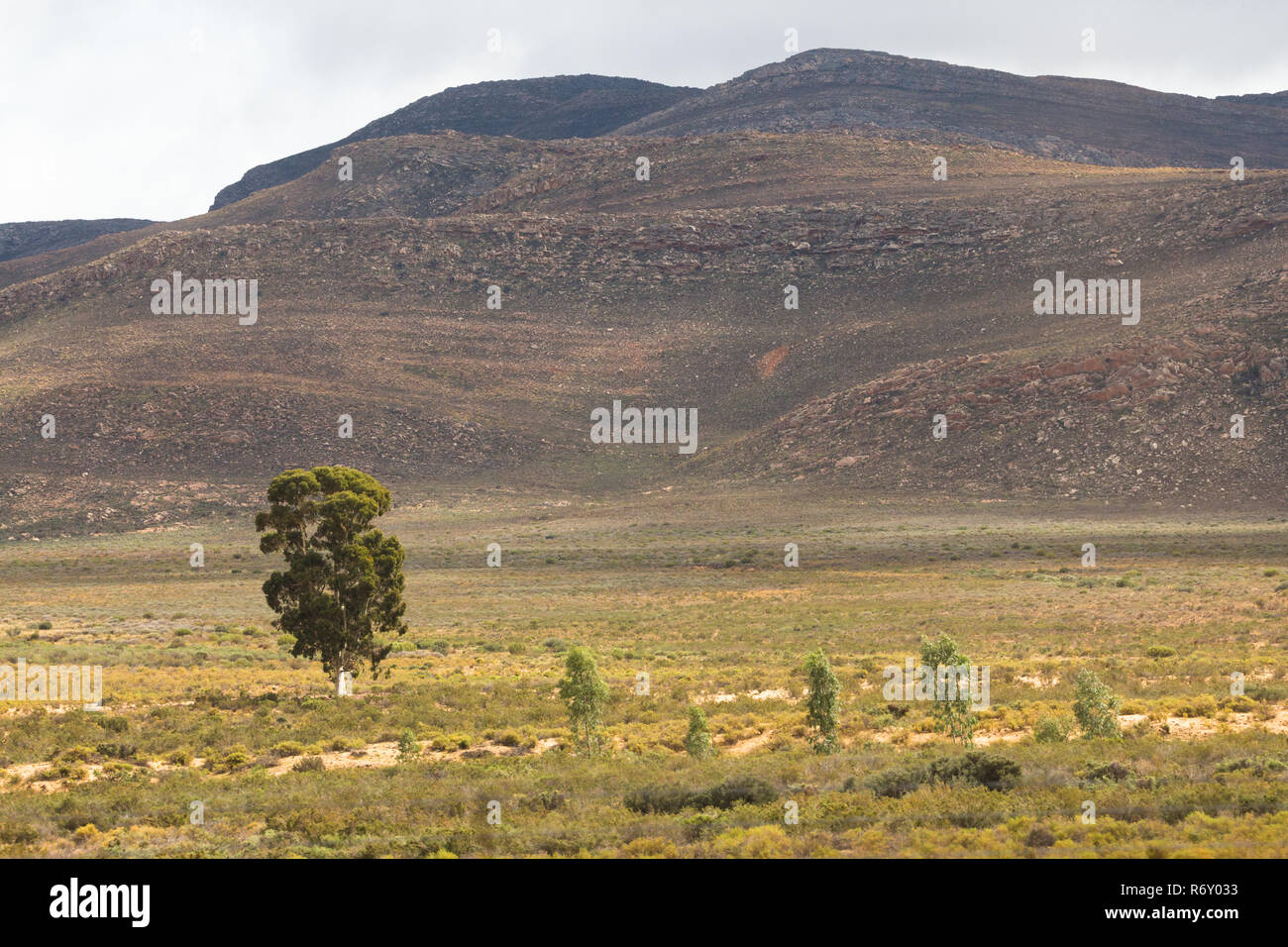 Karoo semi desierto paisaje con montañas de fondo y un solitario árbol en primer plano Foto de stock