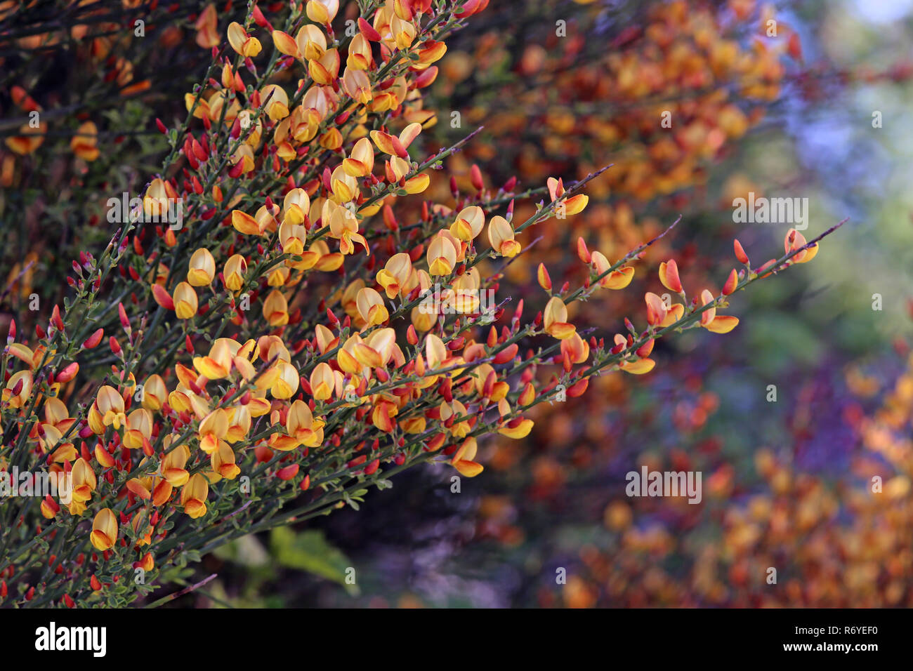 Colorido del amarillo-rojo retama Cytisus scoparius Foto de stock