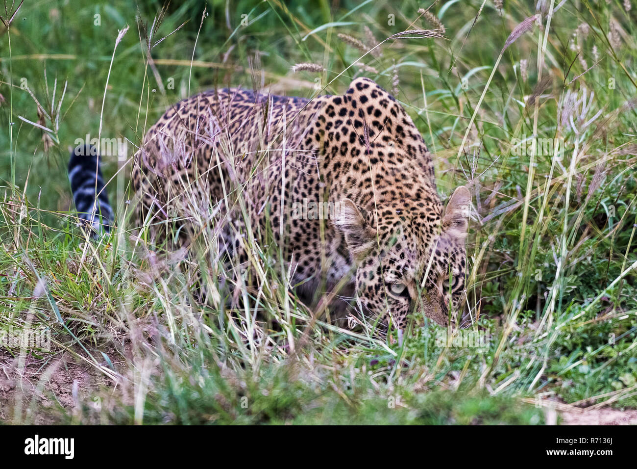 El leopardo (Panthera pardus) se coló en el césped, el Masai Mara, Kenya Foto de stock