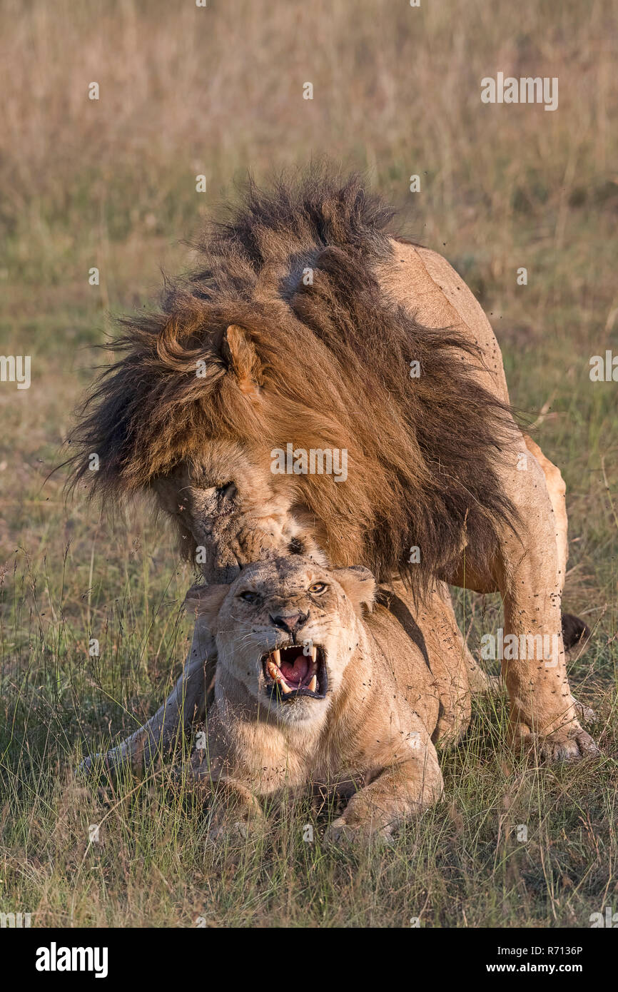 Los leones (Panthera leo), par en el emparejamiento, el Masai Mara, Condado de Narok, Kenia Foto de stock
