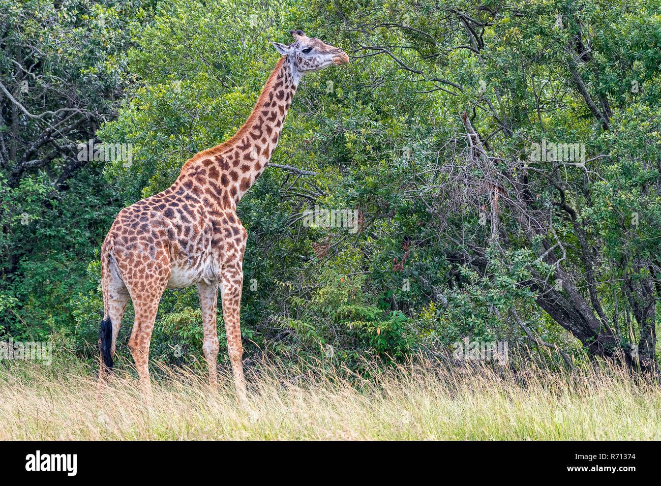 Jirafa (Giraffa camelopardalis), la alimentación del árbol, el Masai Mara, Kenya Foto de stock