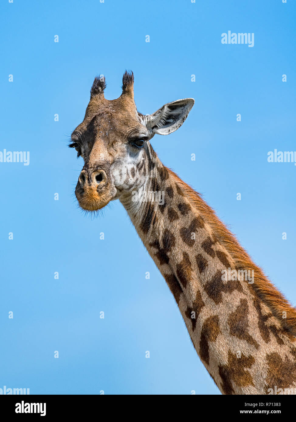 Jirafa (Giraffa camelopardalis), retrato animal, Masai Mara, Kenya Foto de stock