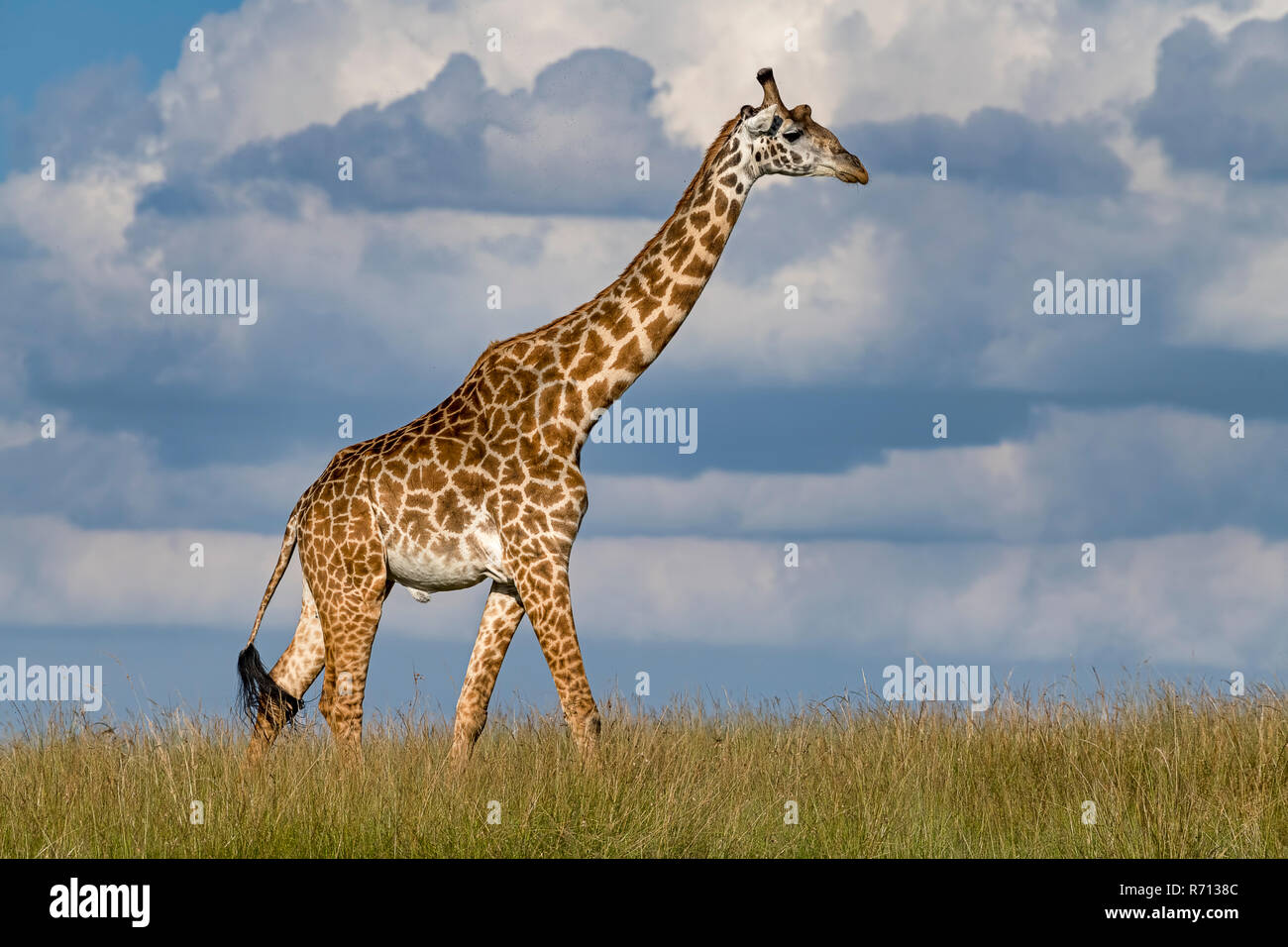 Jirafa (Giraffa camelopardalis), Bull caminando a través de Savannah, el Masai Mara, Kenya Foto de stock