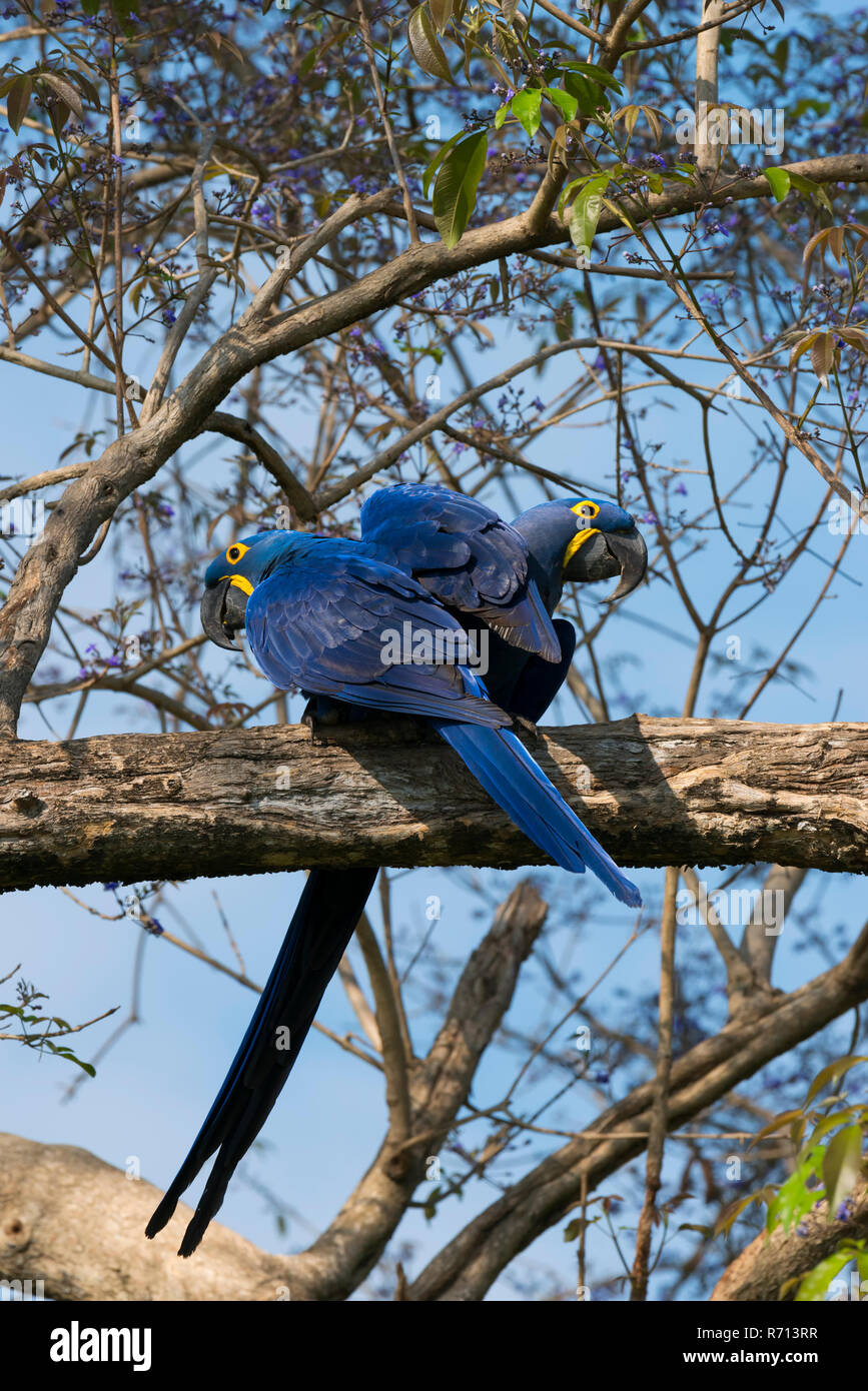 Guacamayos jacintos (Anodorhynchus hyacinthinus), par, encaramado en la rama de un árbol, el Pantanal de Mato Grosso, Mato Grosso, Brasil Foto de stock