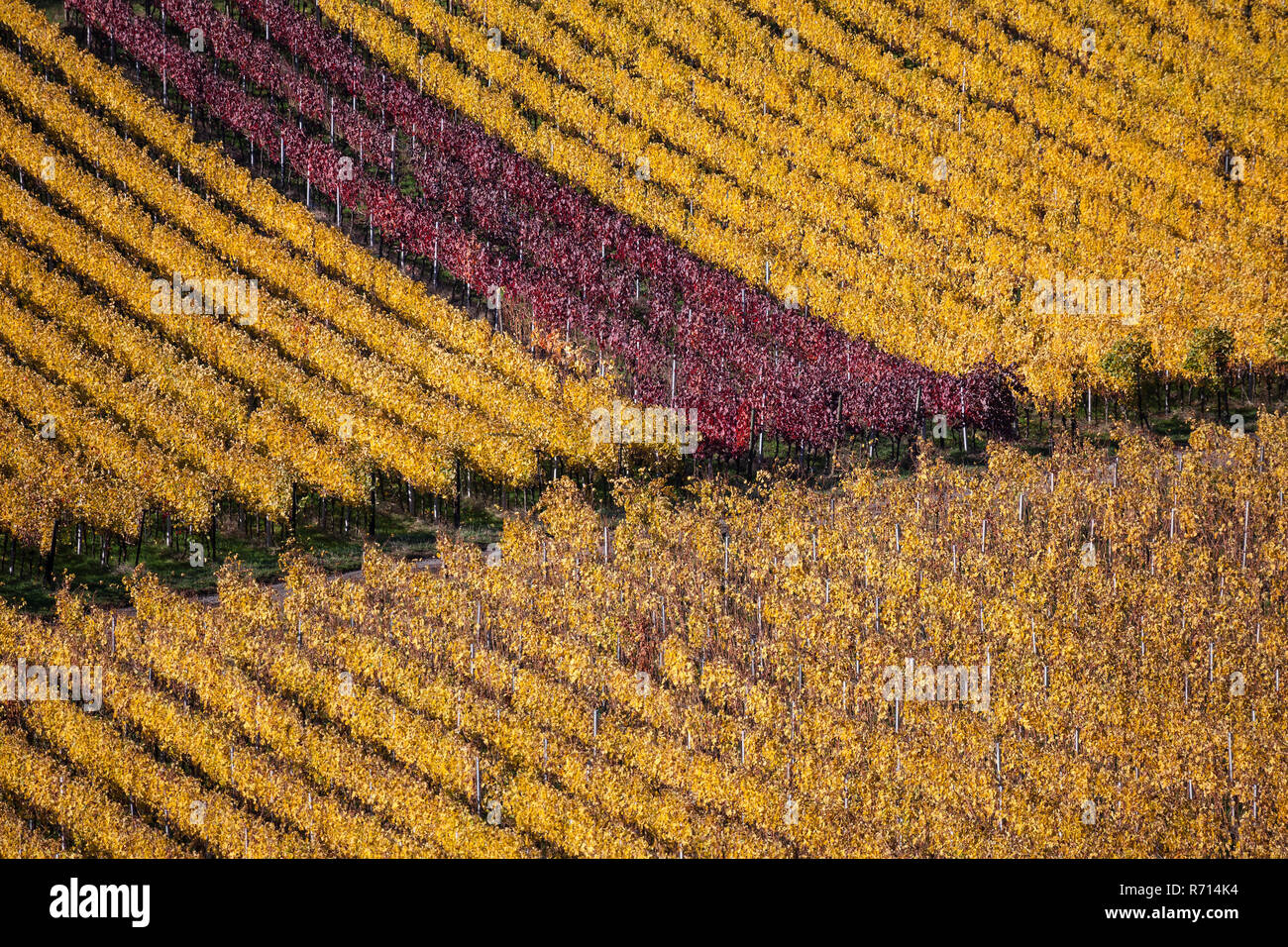 La vitivinicultura, viñedo con, otoño de coloración, Schriesheim, Baden-Württemberg, Alemania Foto de stock