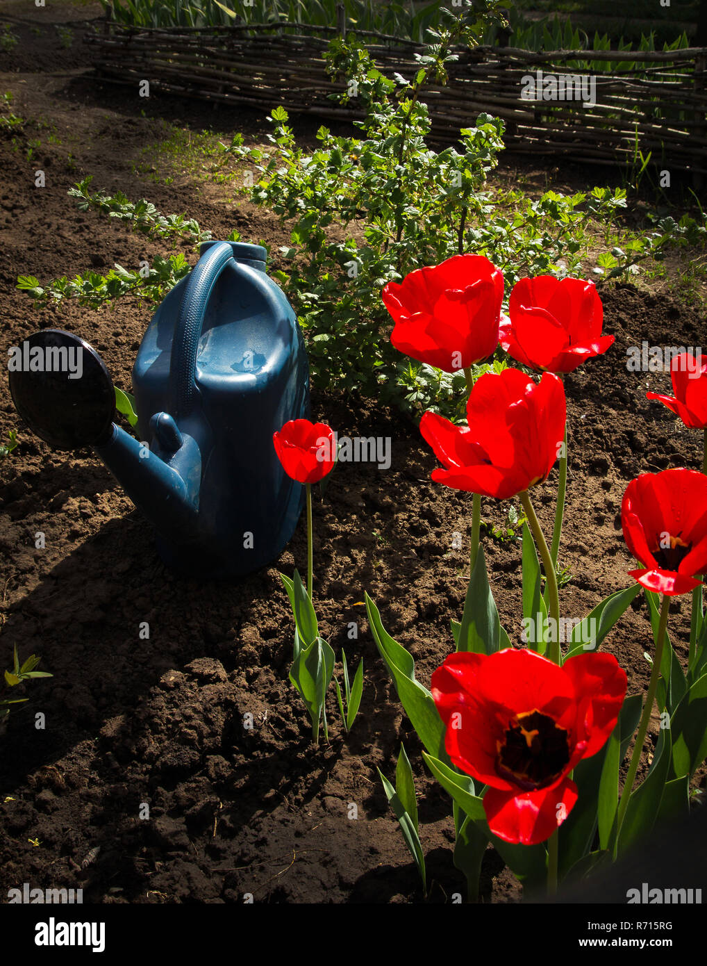 Blooming tulipanes rojos y una regadera Foto de stock