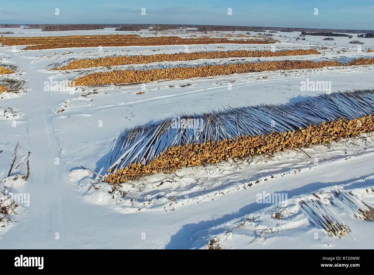 Los árboles talados se encuentran bajo el cielo abierto. Deforestación en Rusia. La destrucción de los bosques de Siberia. Recogida de madera Foto de stock