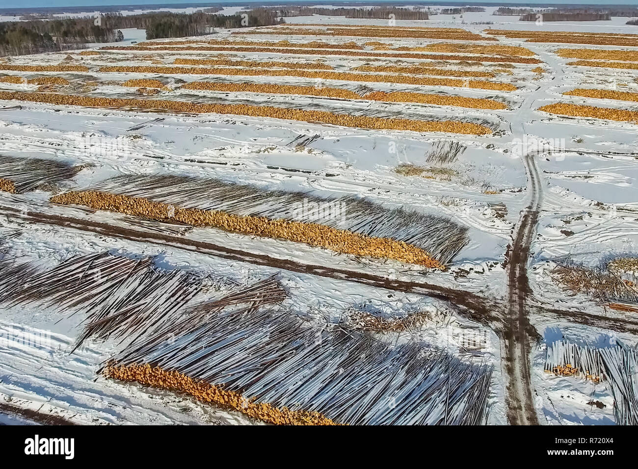 Los árboles talados se encuentran bajo el cielo abierto. Deforestación en Rusia. La destrucción de los bosques de Siberia. Recogida de madera Foto de stock