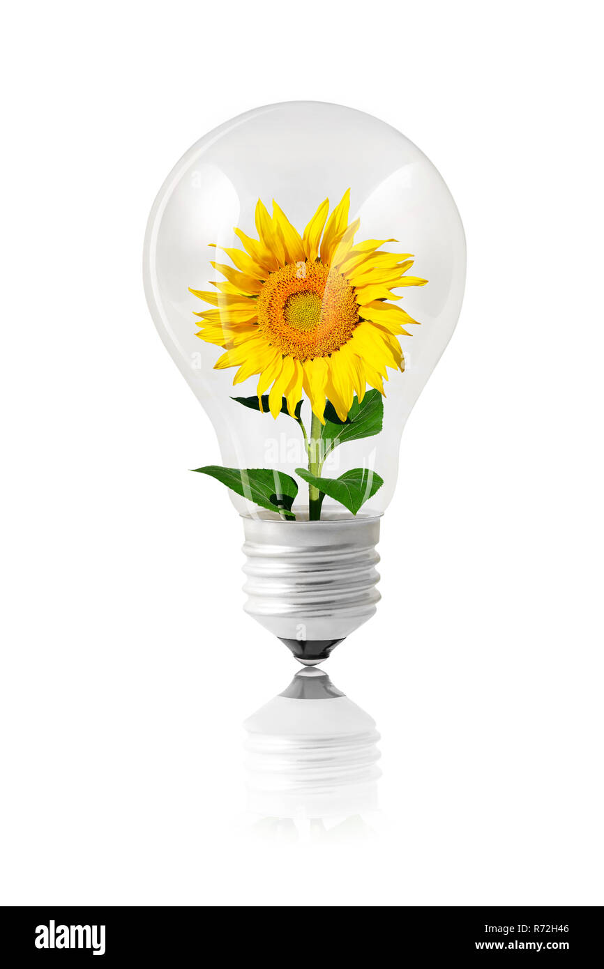 Concepto de energía verde con un girasol que crece en su interior una lámpara aislado en color blanco Foto de stock