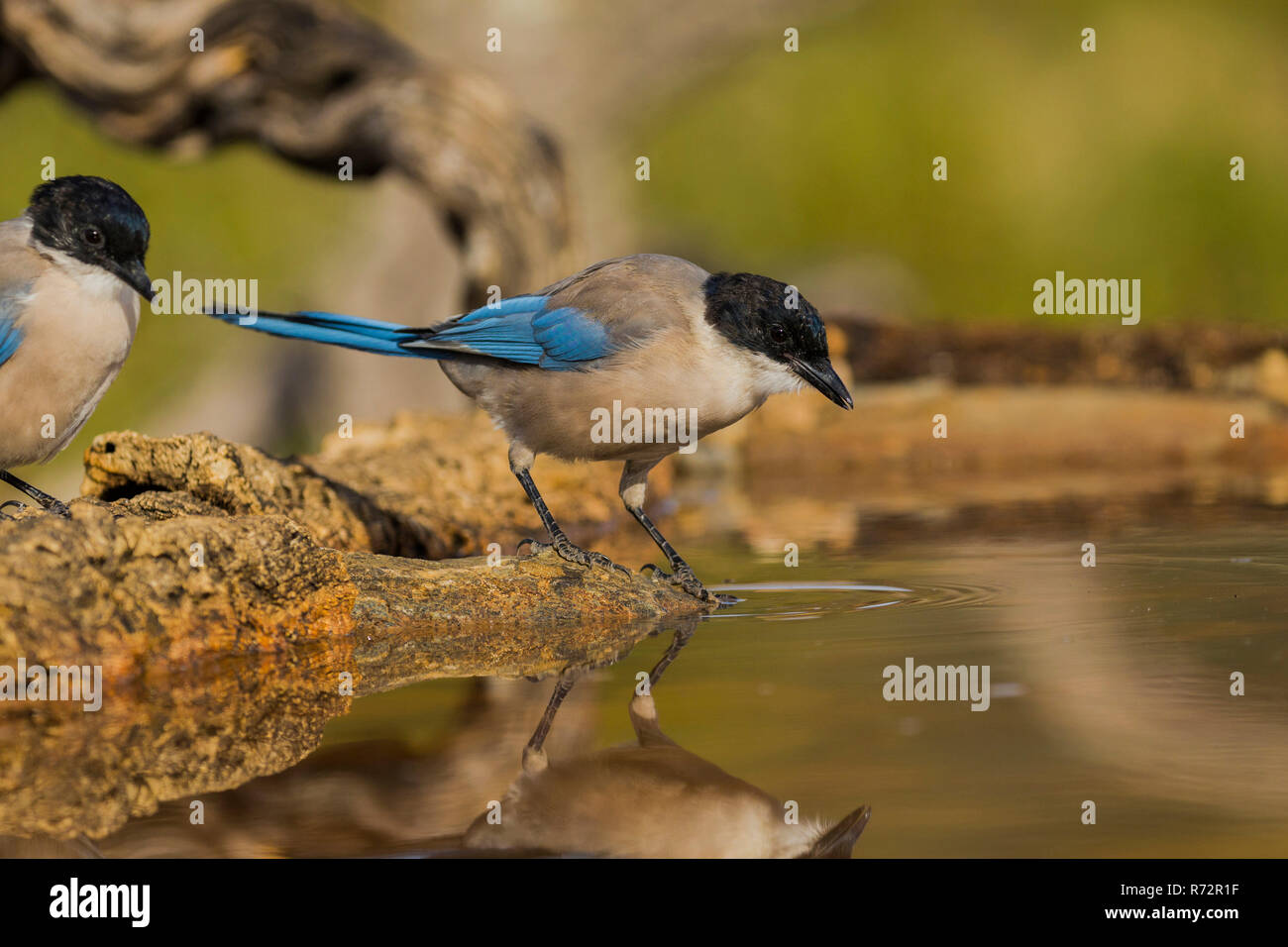 Urraca Ibérica, España (Cyanopica cyanus) Foto de stock