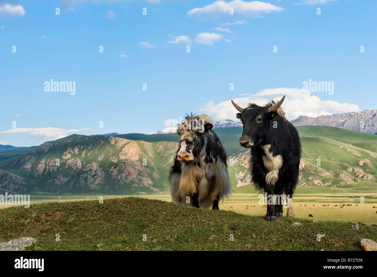 Dos Yaks delante de las montañas, Naryn Gorge, región de Naryn, Kirguistán Foto de stock