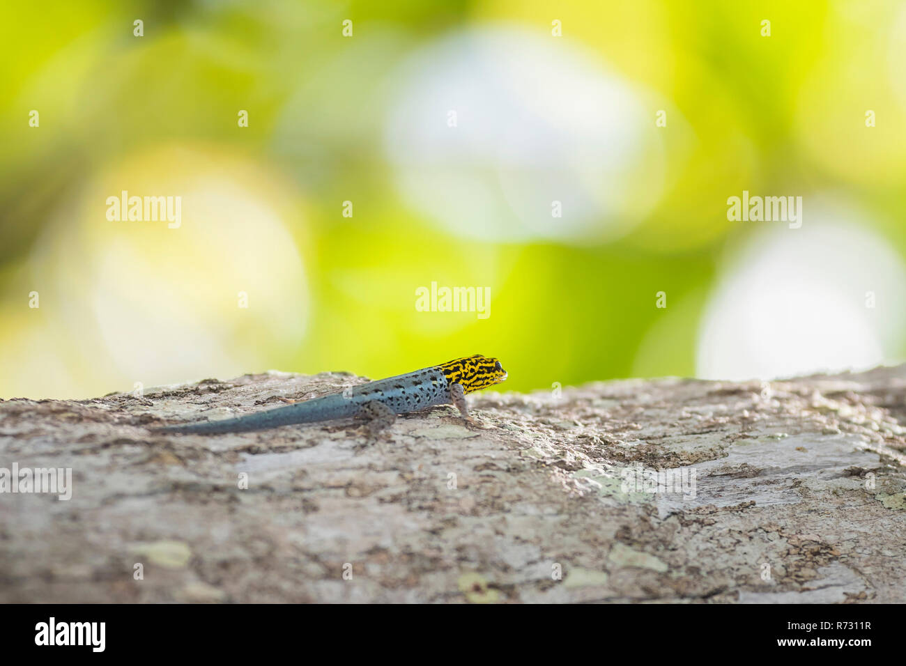 Primer plano de un enano de cabeza amarilla o gecos GECOS enanos de cabeza amarilla Lygodactylus luteopicturatus trepar a un árbol en un soleado bosque selvático. Foto de stock