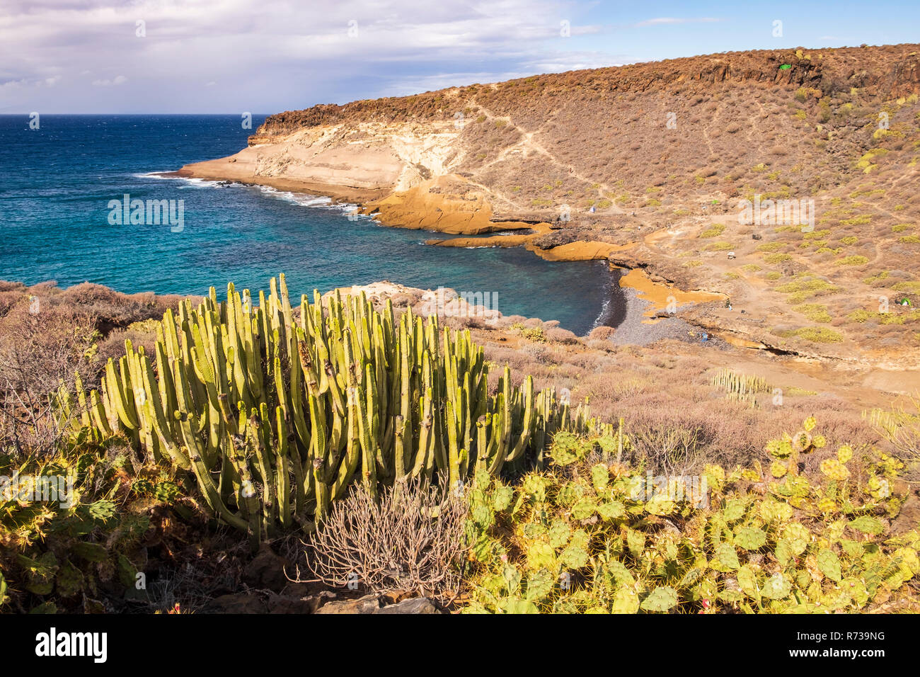 Cactus cardón crecen a lo largo de una sección de la subdesarrollada Costa Adeje Costa cerca Playa Paraiso, Tenerife, Islas Canarias, España Foto de stock