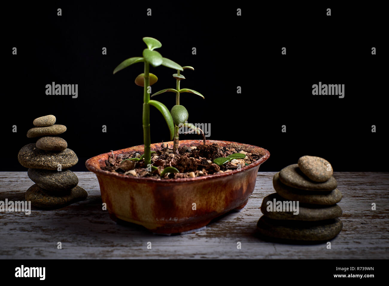 Maceta de barro con una planta suculenta y 2 montones de piedras a los  lados sobre una tabla de madera y un fondo negro Fotografía de stock - Alamy