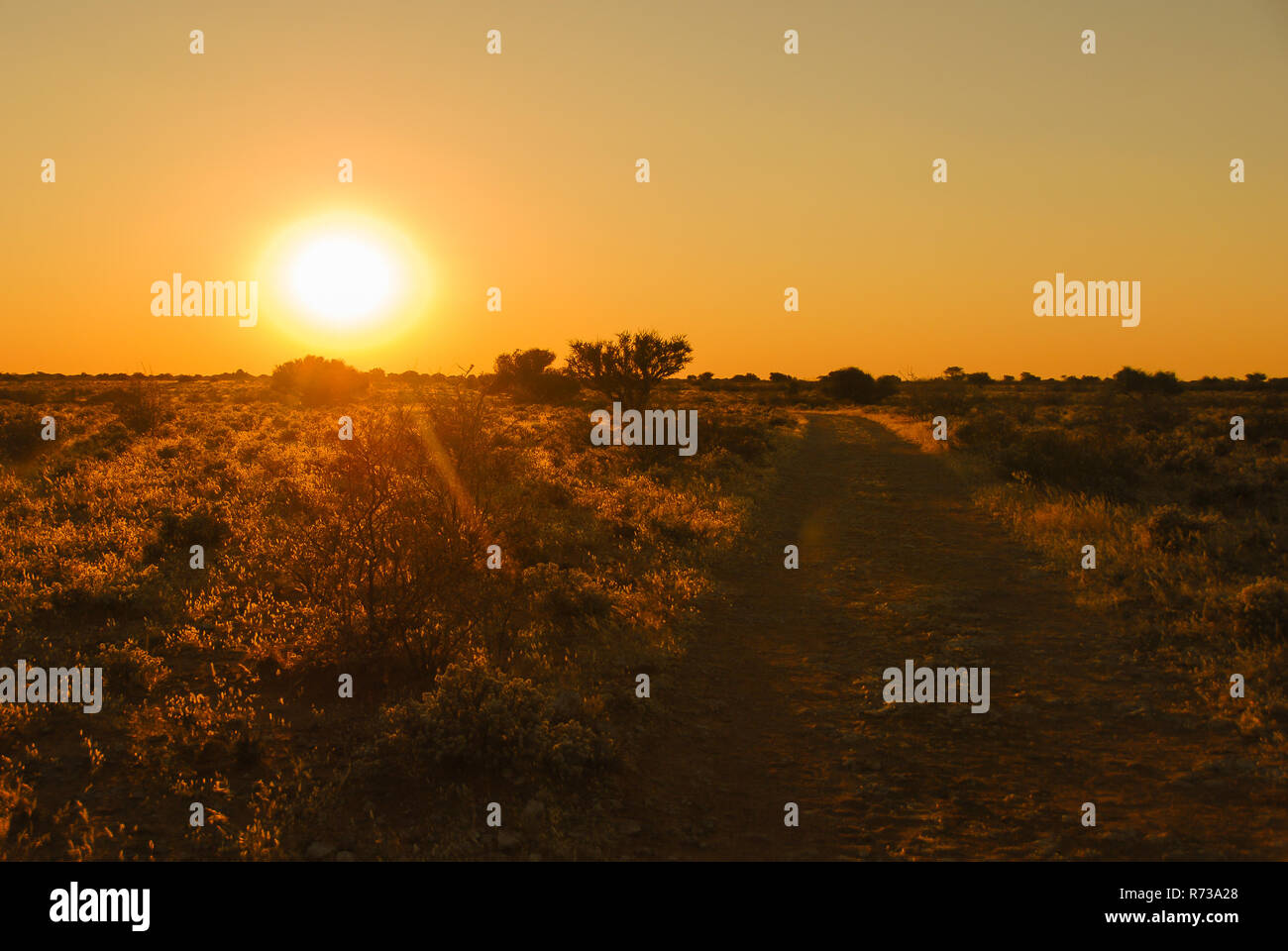 Rojo atardecer en el desierto de Kalahari, con un camino de arena y arbustos en el sur de Namibia, África Foto de stock