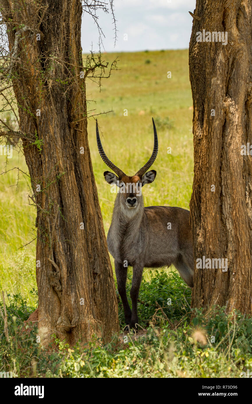 Antelope (Kobus ellipsiprymnus) Parque Nacional de Murchison Falls, Uganda Foto de stock
