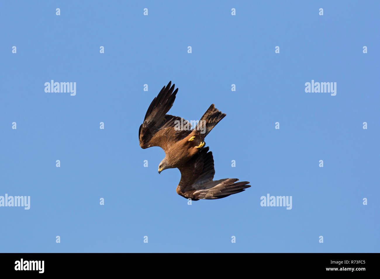 Milano Negro (Milvus migrans) en vuelo buceo / pasearse abajo con las alas plegadas contra el cielo azul Foto de stock