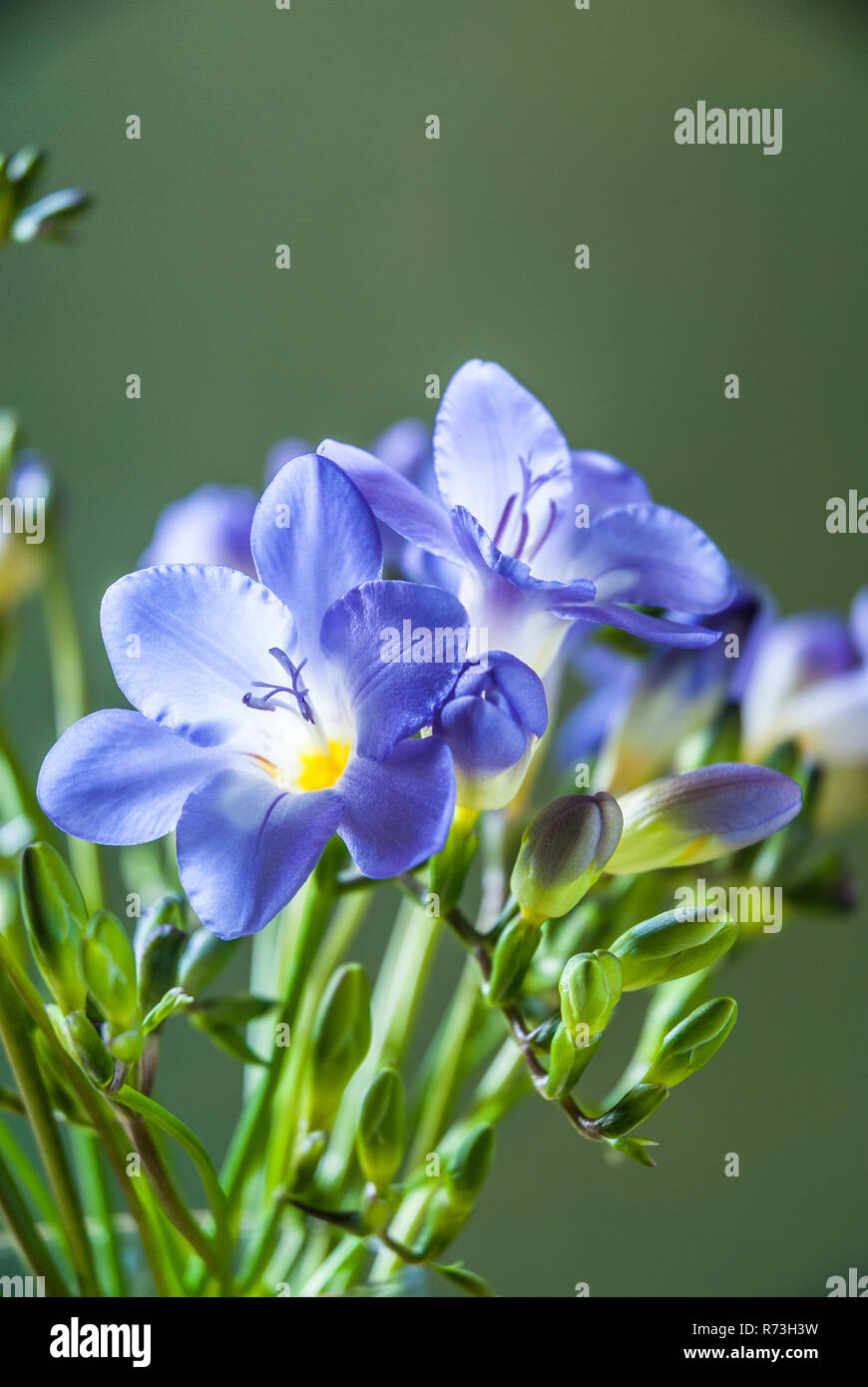 Freesia azul flores aisladas contra un fondo verde Fotografía de stock -  Alamy