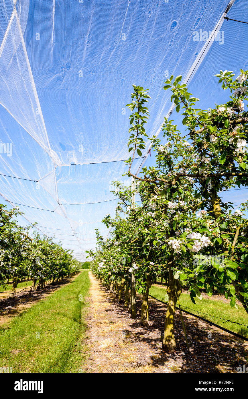Un huerto de manzanas que las filas de árboles florecientes están protegidos contra los pájaros y granizo por una fina red blanca estirada por encima, en la campiña francesa. Foto de stock