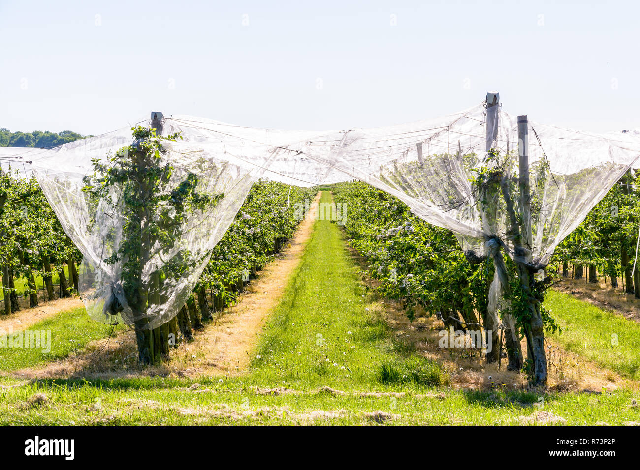 Un huerto de manzanas que las filas de árboles están protegidos contra los pájaros y granizo por una fina red blanca estirada por encima, en primavera en la campiña francesa. Foto de stock