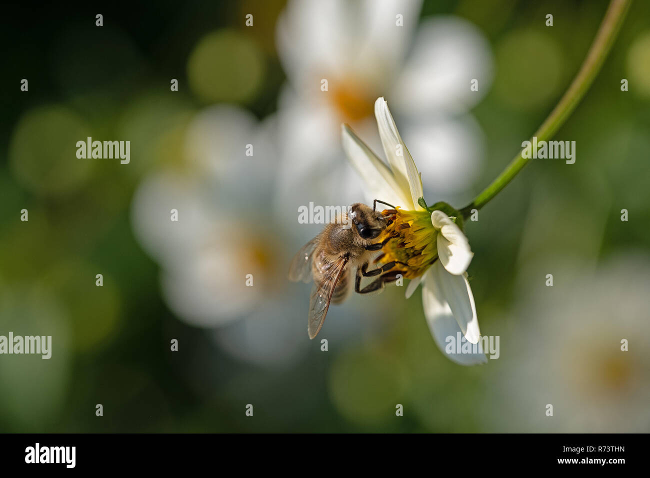 Abeja en una flor blanca de verano de ensueño en Baviera, Alemania Foto de stock