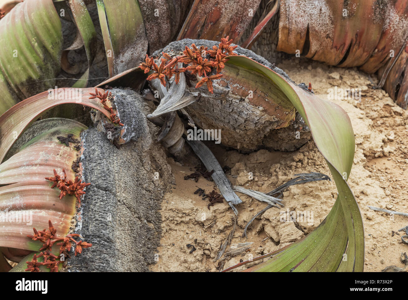 Planta rara, conocida como Welwitschia mirabilis, muy raro, es considerado un fósil viviente. Desierto, África, Namibe, Angola. Foto de stock