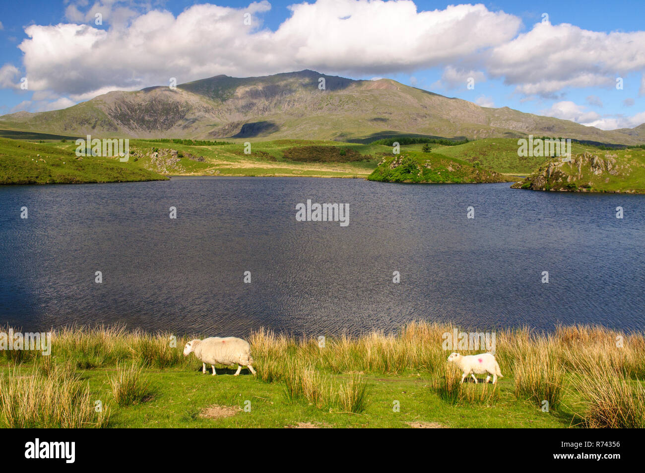 Snowdon Mountain se eleva desde las costas de Llyn y Dywarchen, un pequeño lago ar Rhyd-Ddu en el Parque Nacional de Snowdonia, al norte de Gales. Foto de stock
