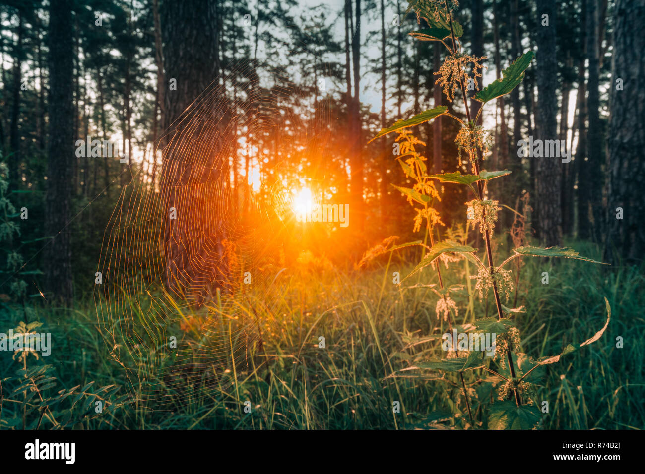 Hermoso Sol Sol a través de la tela de araña o araña sobre la hierba verde. La luz del sol los rayos solares durante la puesta de sol del amanecer en bosques soleados de verano. Foto de stock