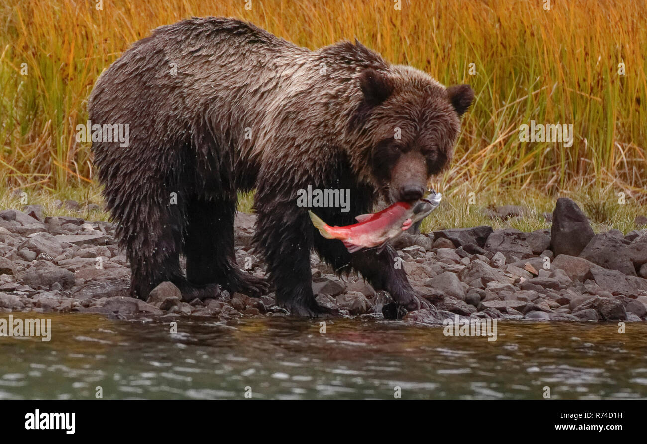 Madre grizzly y cub viendo river Foto de stock