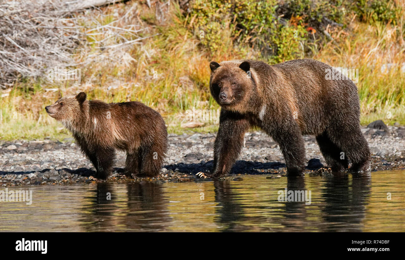 Madre grizzly y cub viendo river Foto de stock