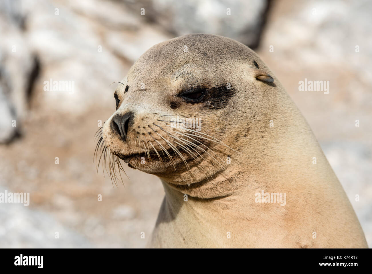Close-up de una hembra de lobo de mar Foto de stock
