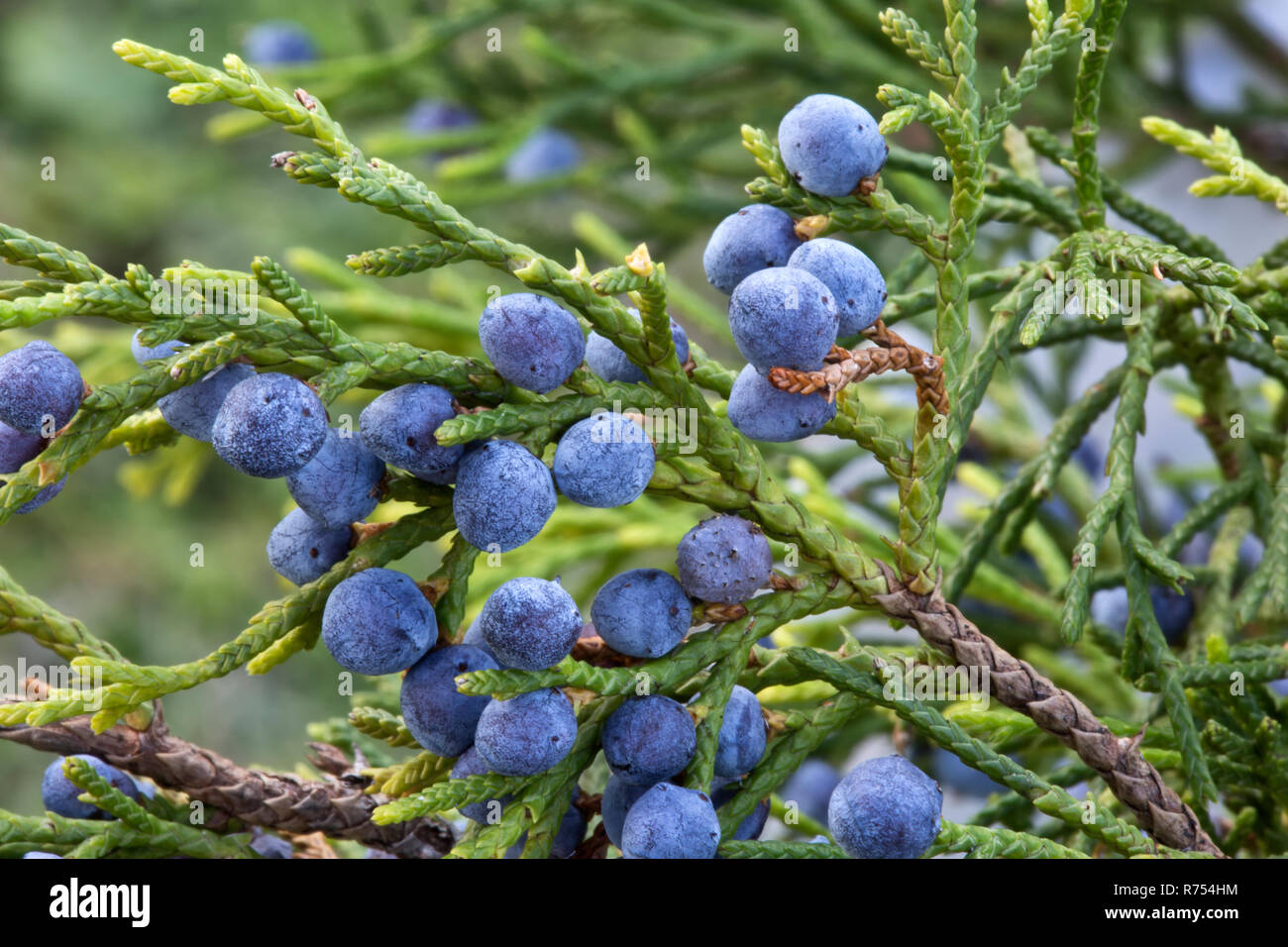 Rama de Cedro Rojo del Sur mostrando follaje joven carnoso maduro con los conos azules "Juniperus silicicola'. Foto de stock