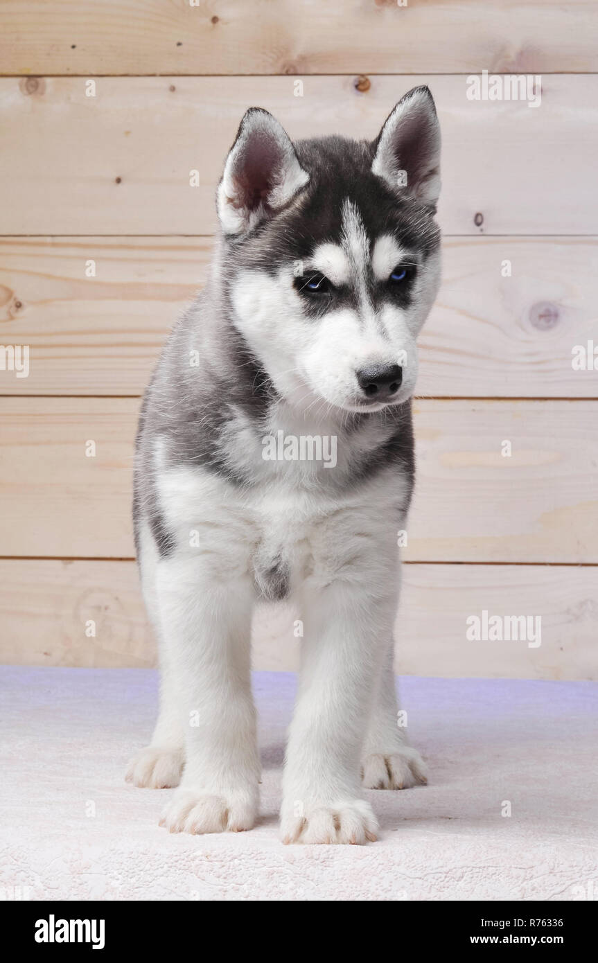 Husky Siberiano Blanco Y Negro Cachorro De Raza Pura Madera Permanente Antecedentes Cercanos Fotografia De Stock Alamy