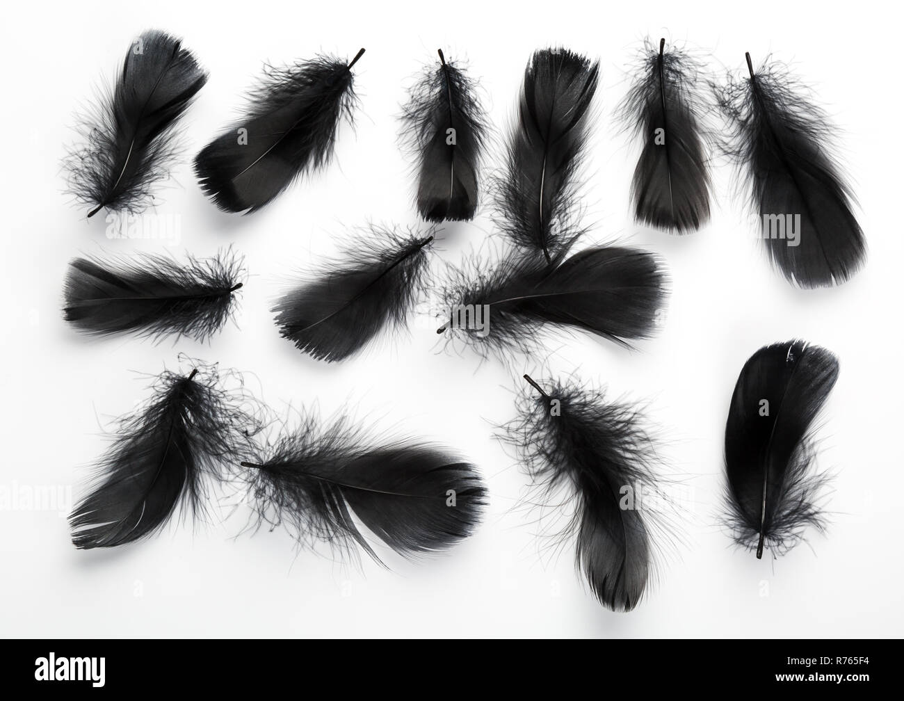 Plumas negras sobre fondo blanco Fotografía de stock - Alamy