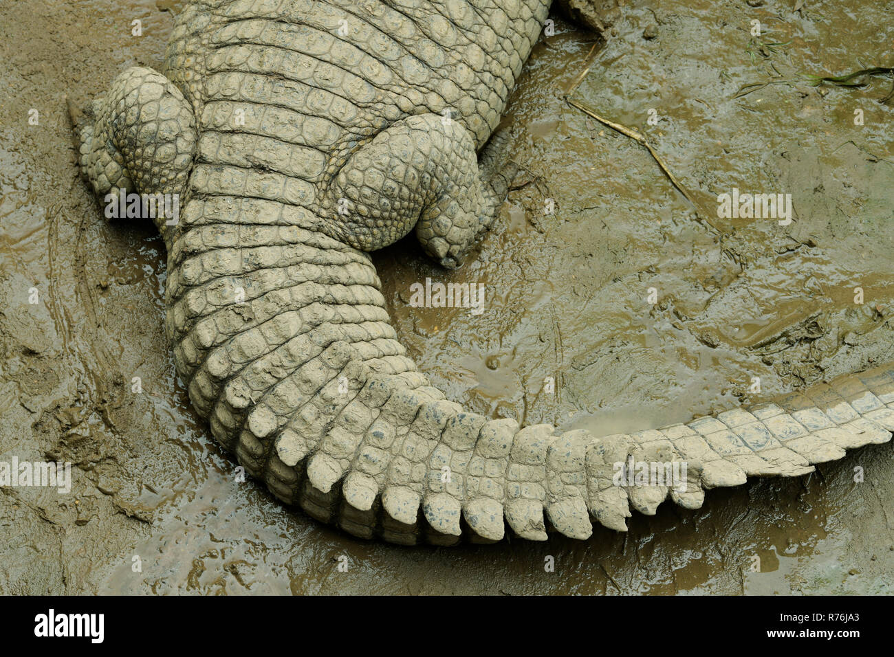 El cocodrilo del Nilo, Crocodylus niloticus, mintiendo con cola en la curva que muestra el patrón y la disposición de las escamas en la piel del animal Foto de stock
