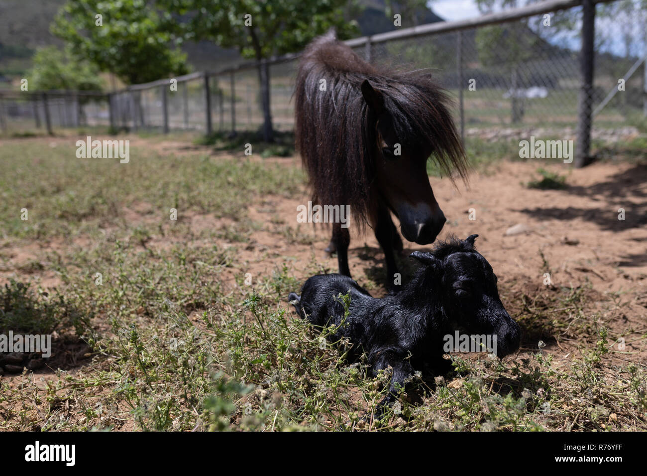 Dos jóvenes de animales en la granja Foto de stock