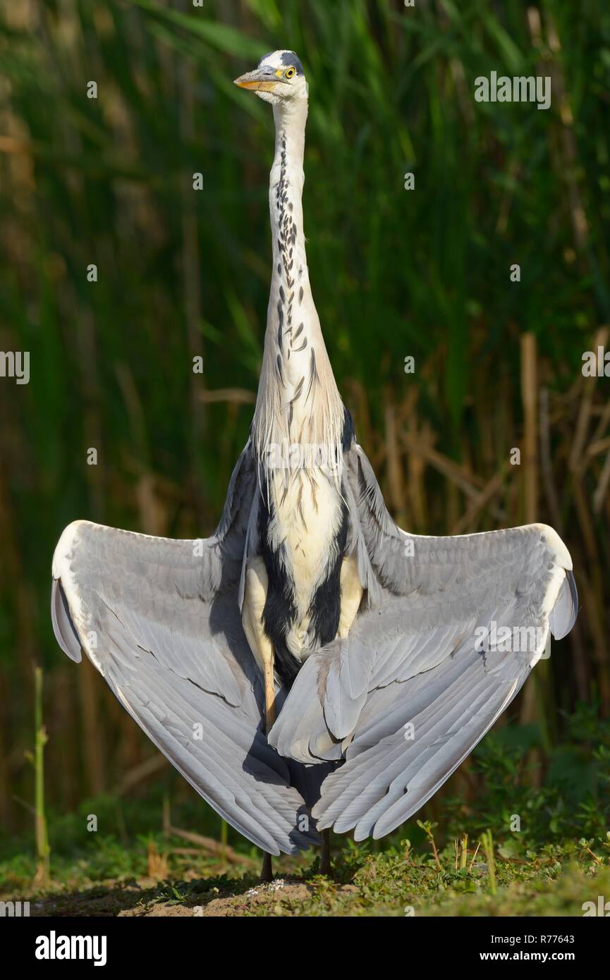 Garza real (Ardea cinerea), secando sus alas, Parque Nacional Kiskunsag, Hungría Foto de stock