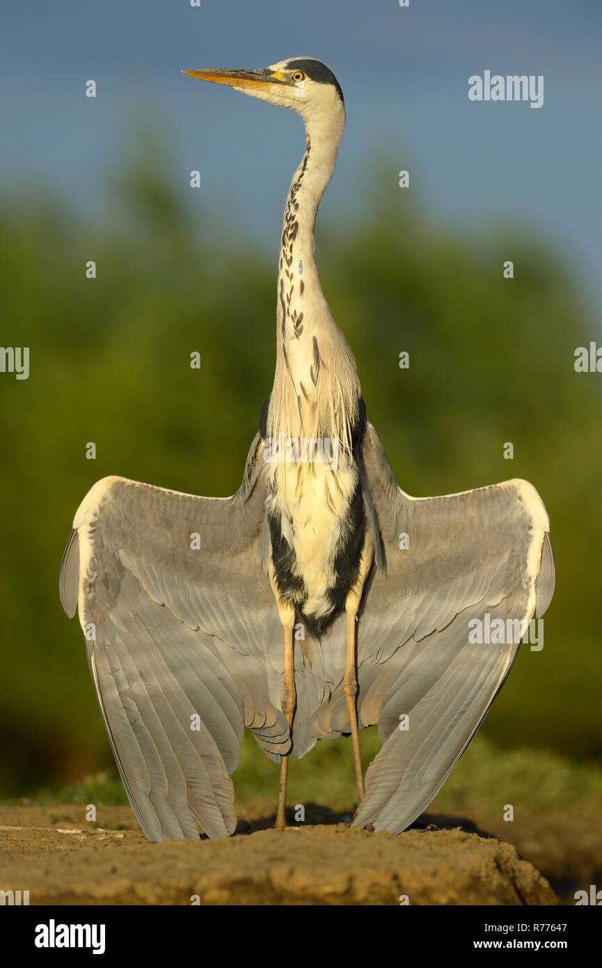Garza real (Ardea cinerea), secando sus alas, Parque Nacional Kiskunsag, Hungría Foto de stock