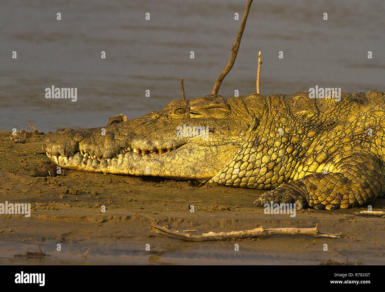 Un cocodrilo grande descansa a orillas del río Rufiji donde calienta el sol y gracias a adaptaciones como 4 septadas corazón Foto de stock