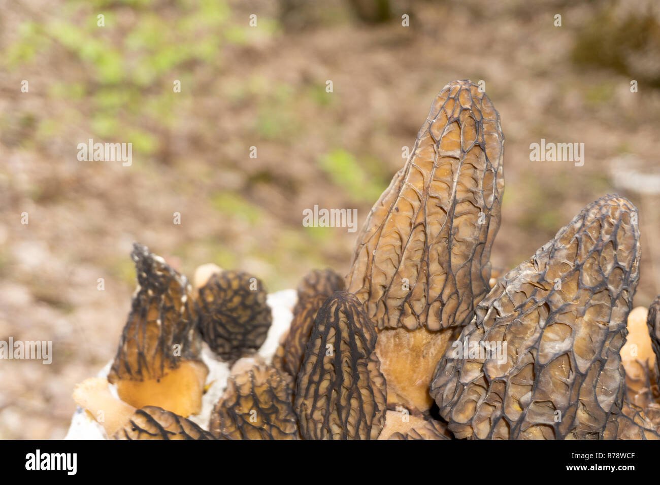 Cocina Fina Morchella esculenta comúnmente conocido como Common morel morel true seta amarilla Foto de stock